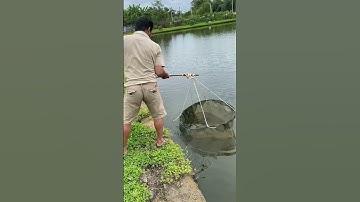 Bắt Tôm CAs Bắng Cách Này #fishing #amazing #cauca365 #short