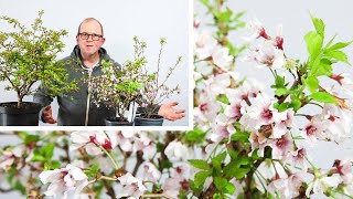 Kojo No Mai flowering cherry bonsai  Styling and Root work