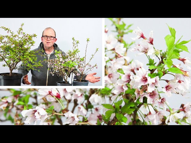 Kojo No Mai flowering cherry bonsai - Styling and Root work - YouTube