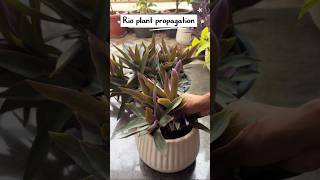 Rio plant propagation🪴 #propagation #balconygarden # RioPlant#shorts