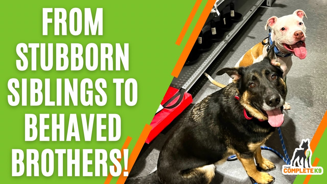 the-complete-k9-4-year-old-pit-bull-2-year-old-german-shepherd