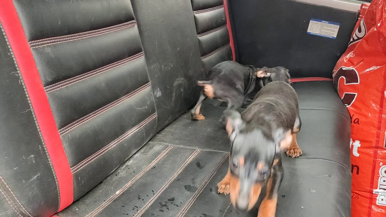 Min pin male female puppy available at sky kennel in pune YouTube