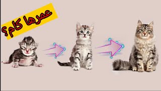 طريقة معرفة عمر القطط من شكلها ؟