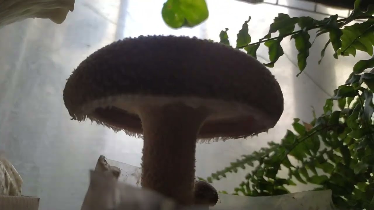 🦪Ostra gris y Shiitake - Pleurotus ostreatus y Lentinula edodes