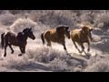 Wild Horses: No Home on the Range | Retro Report | The New York Times