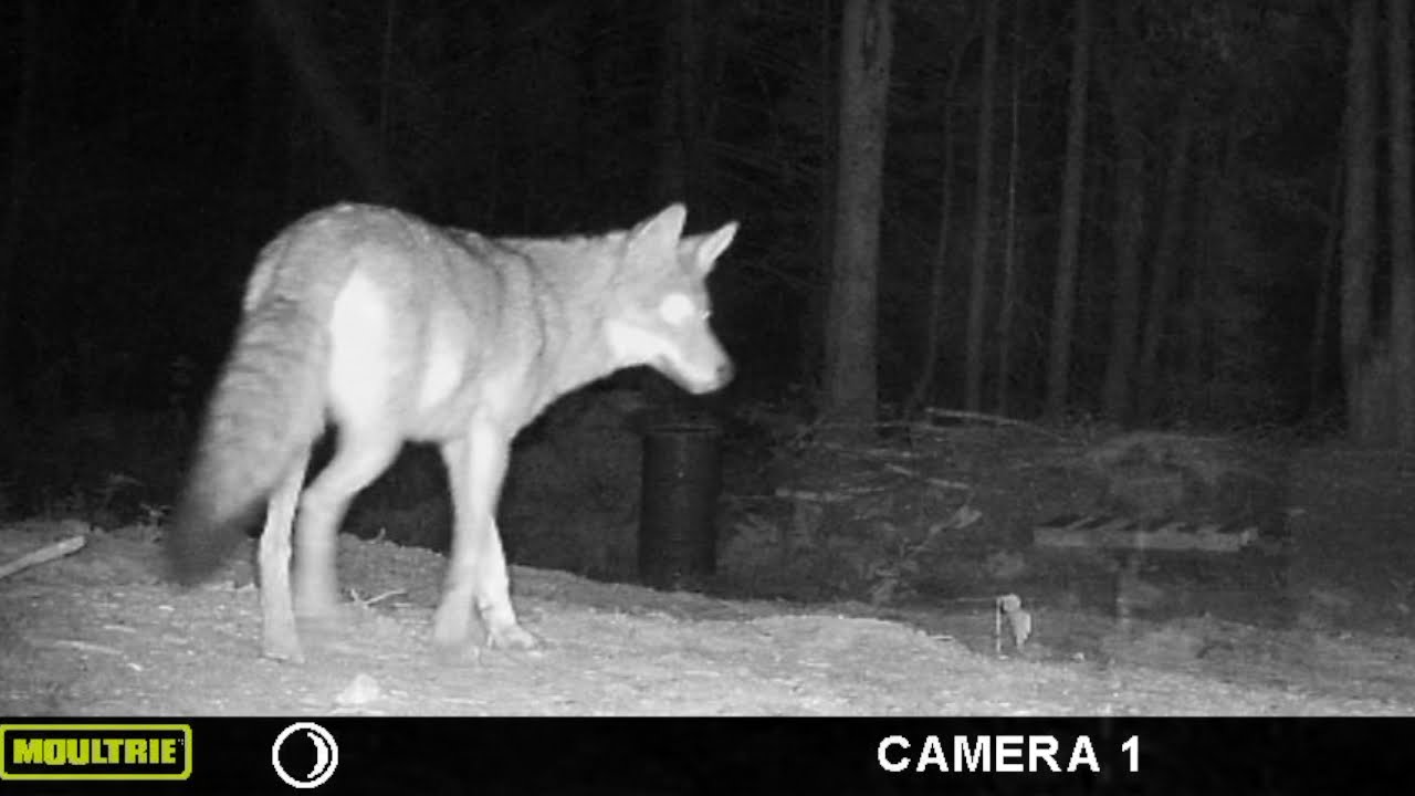 Coyotes investigating pig pen!