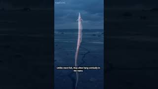 Legends say “The DOOMSDAY FISH” may PREDICT EARTHQUAKES!!😮😳