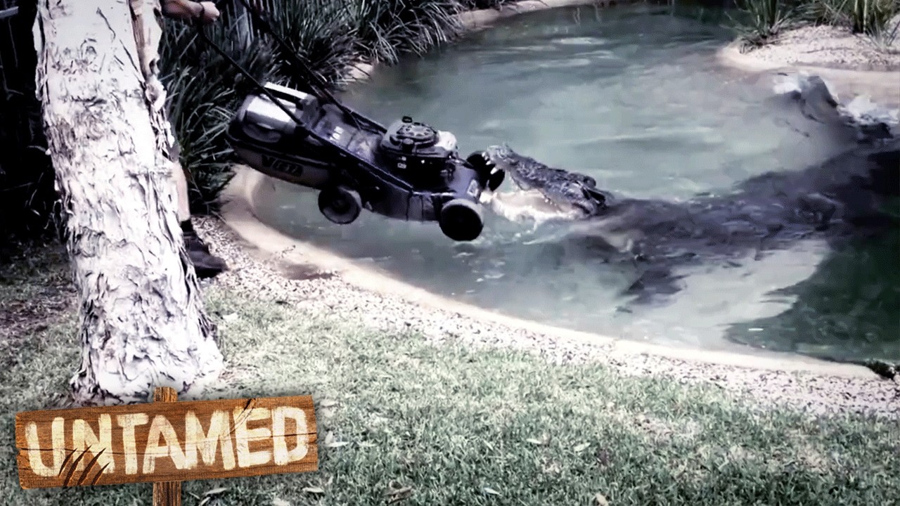 5 Back-To-Back Episodes Of The Wild Life Of Tim Faulkner S3 | Best of Untamed