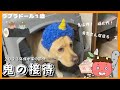 【ラブラドールレトリーバー】大型犬１歳　2023年節分　鬼を接待しますっ