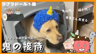 【ラブラドールレトリーバー】大型犬１歳　2023年節分　鬼を接待しますっ