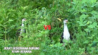 Hanya butuh beberapa menit !!! Jerat paling mudah burung ayam-ayaman