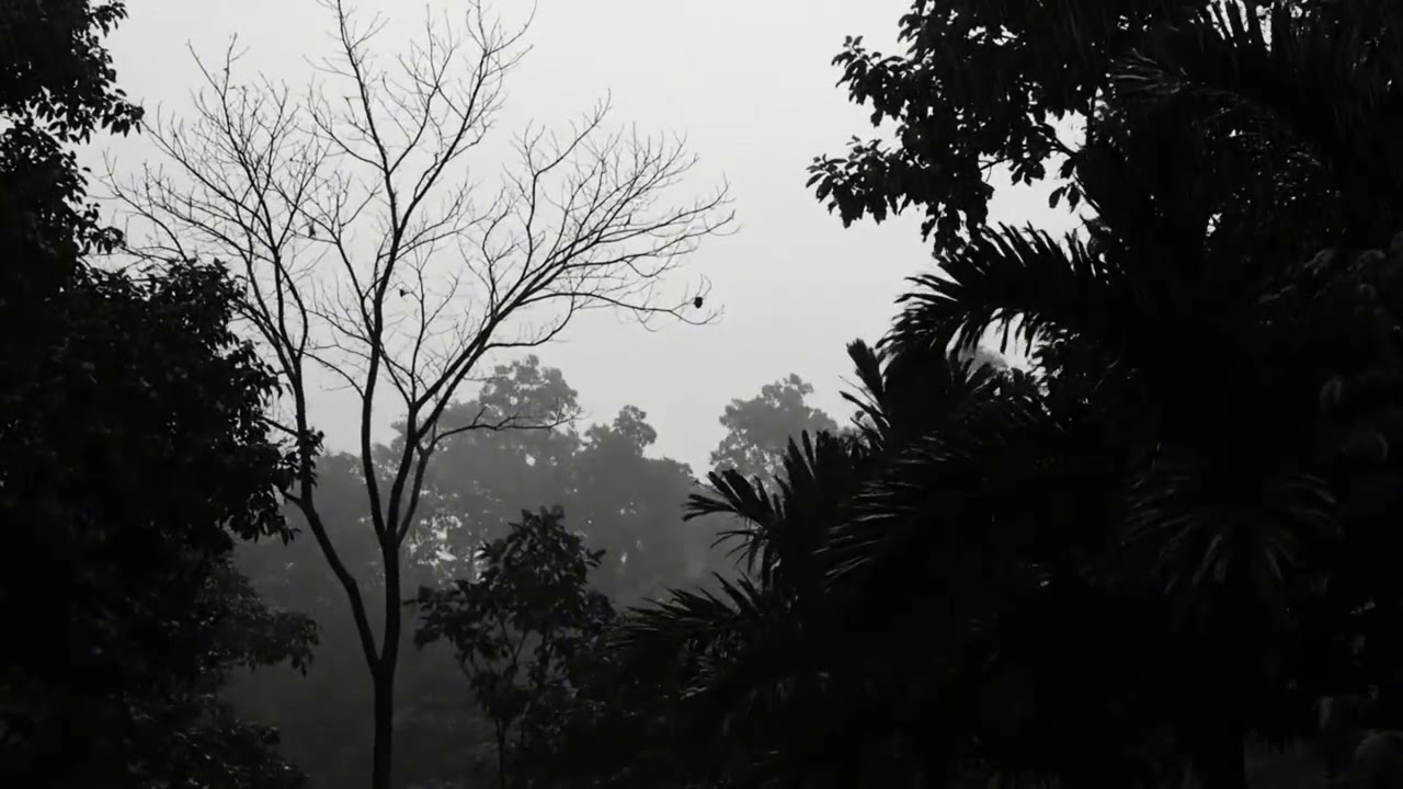 Thunderstorm Rain Sounds in the Dark Forest for Insomnia Relief and Sleep