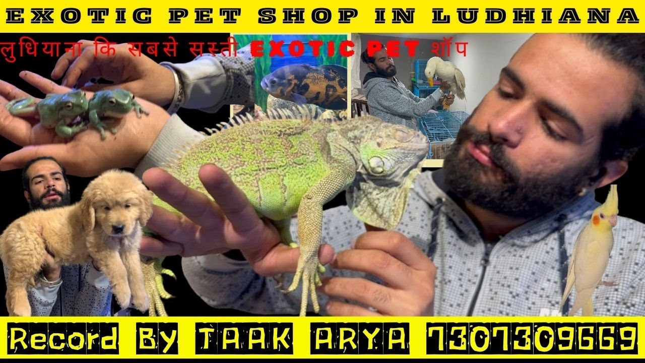 EXOTIC PET SHOP IN LUDHIANA ANIMALS DOG FROG BIRDS FISH CAT