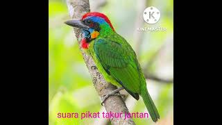 suara pikat burung takur jantan