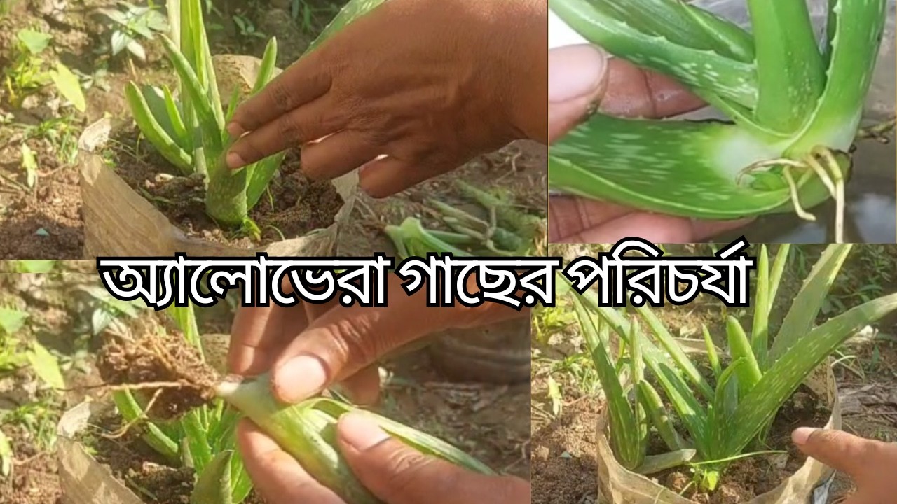 অ্যালোভেরা গাছের পরিচর্যা/ঘৃতকুমারী গাছের সেরা ট্রিক/aloe vera plants| এলোভেরা গাছ লাগানো 