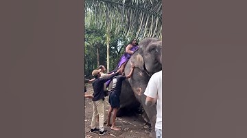 🐘 When nature reminds you who’s really in charge… #elephant #wildlife #aivideo