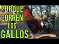 Porque corren los gallos