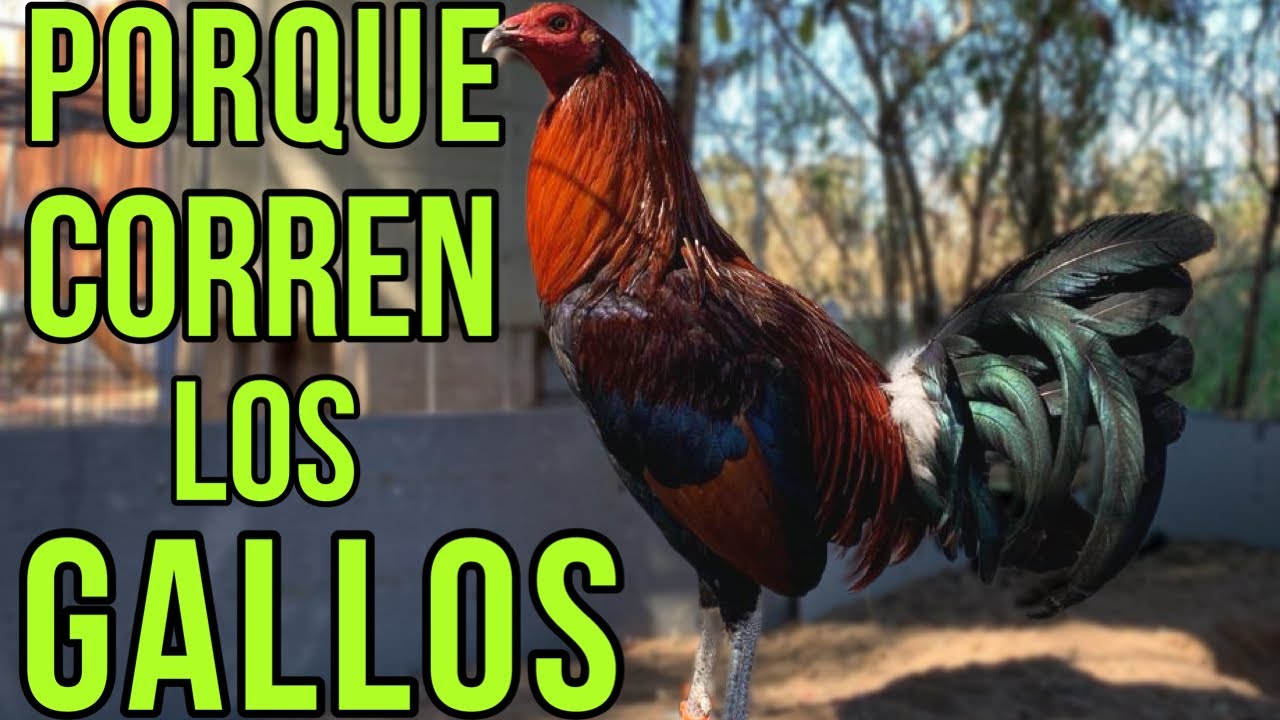 PORQUE CORREN LOS GALLOS