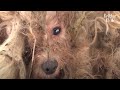 A Walking Mop Dog Looks Forward To Seeing His Dead Owner One Day | Kritter Klub