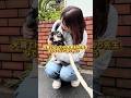 @akari_inusodate になでなでだっこさせてあげました🐶byちまき　#チワワ #犬のいる生活 #コラボ #shorts