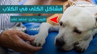 أمراض الكلى في الكلاب