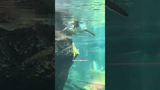 Little Blue Penguin swimming #littlebluepenguin #animalshorts #wildlifeconservation #penguins