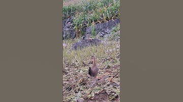 gà rừng mái gọi trống chạy nhanh như xe khách giường nằm.poj qaib qus xeev lau dhias ceev tiag tiag