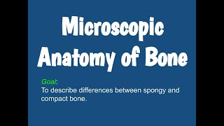 3.2- Spongy vs. Compact Bone