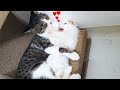 Mother Cats taking Care and Protecting their Baby Kitten Safety