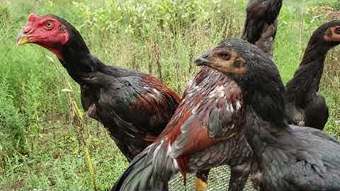 Qaib Hmong Los Tsau Part 4