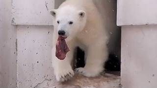 カラスキックを受けたホッキョクグマ アイラ~ Polar Bear kicked by the crow