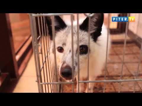 Дикие лисы угрожают петербуржцам