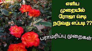 எளிமையான முறையில் செலவு குறைத்து ஒரு ரோஜா செடி நடுவது மற்றும் அதன் பராமரிப்பு முறைகள்