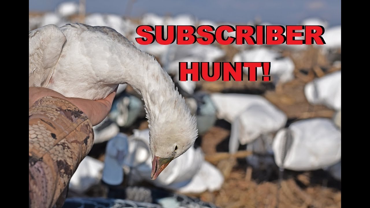 SNOW GOOSE HUNTING WITH SUBSCRIBERS! (ECaller Tips) YouTube
