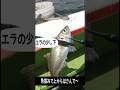 40万回再生されたアジの締め方#Shorts