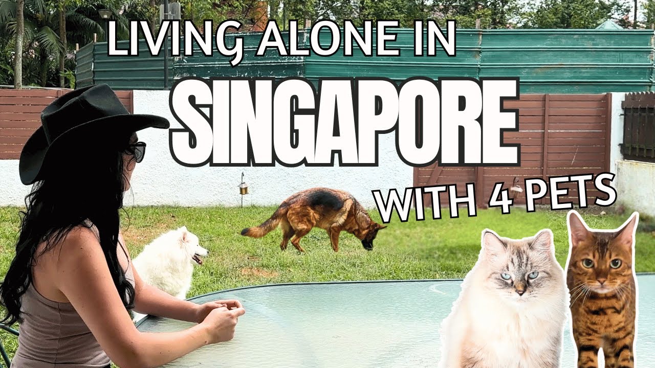 Живу одна в Сингапуре (с 4 питомцами) 🇸🇬 Уютные дни дома и суши на одного