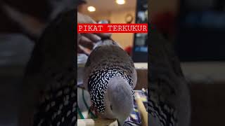Pikat Terkukur