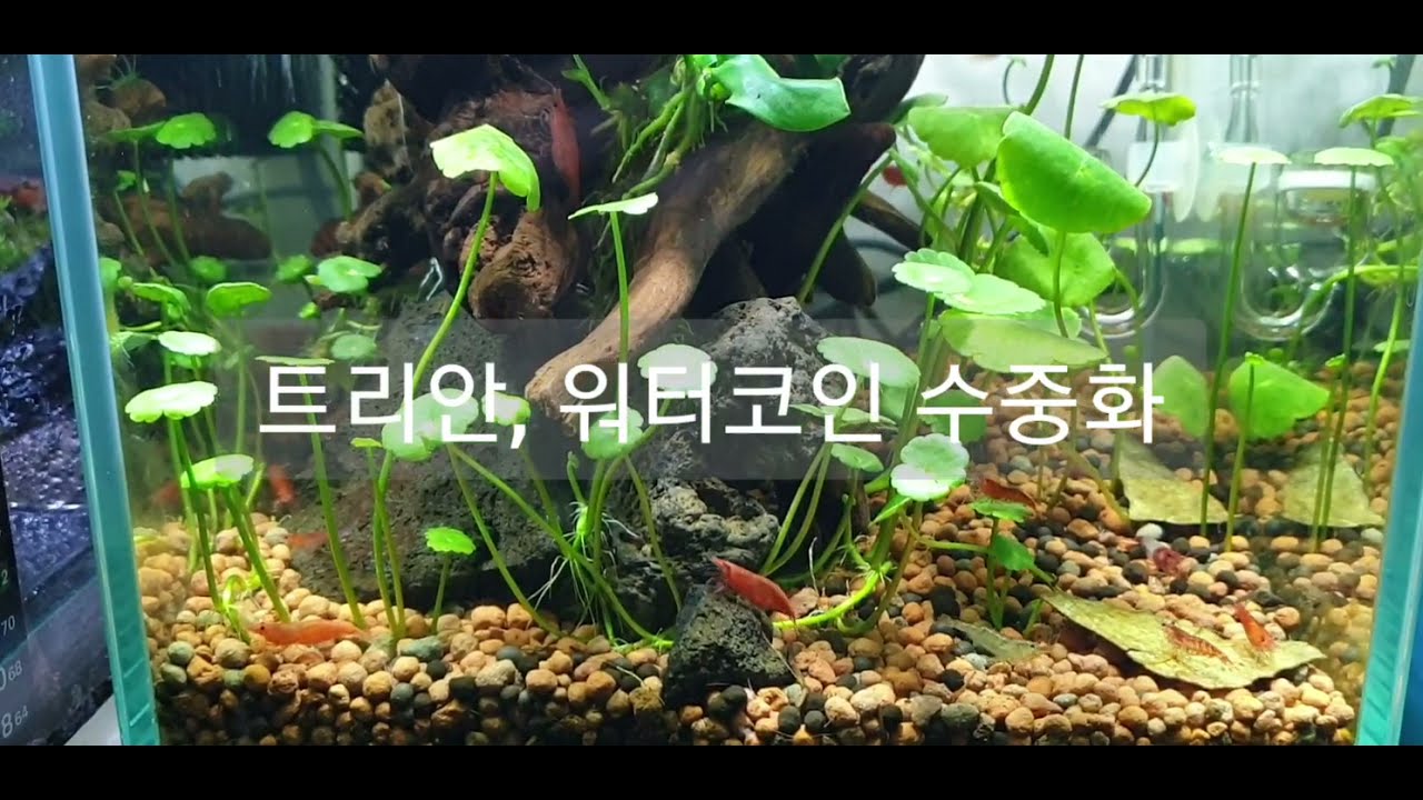 트리안, 워터코인 수중화 경과(feat. betta 베타)