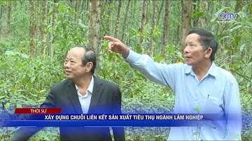 Xây dựng chuỗi liên kết sản xuất tiêu thụ ngành lâm nghiệp | Truyền hình Quảng Trị