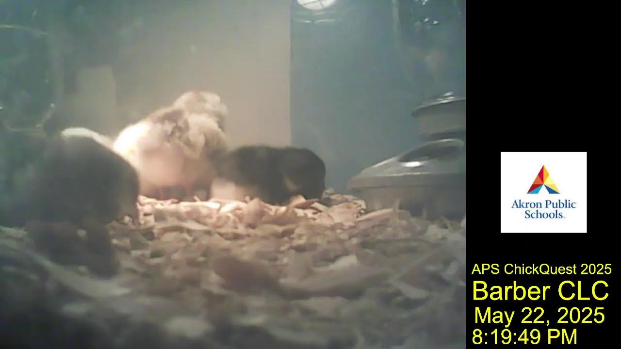 Barber CLC Live Chickquest