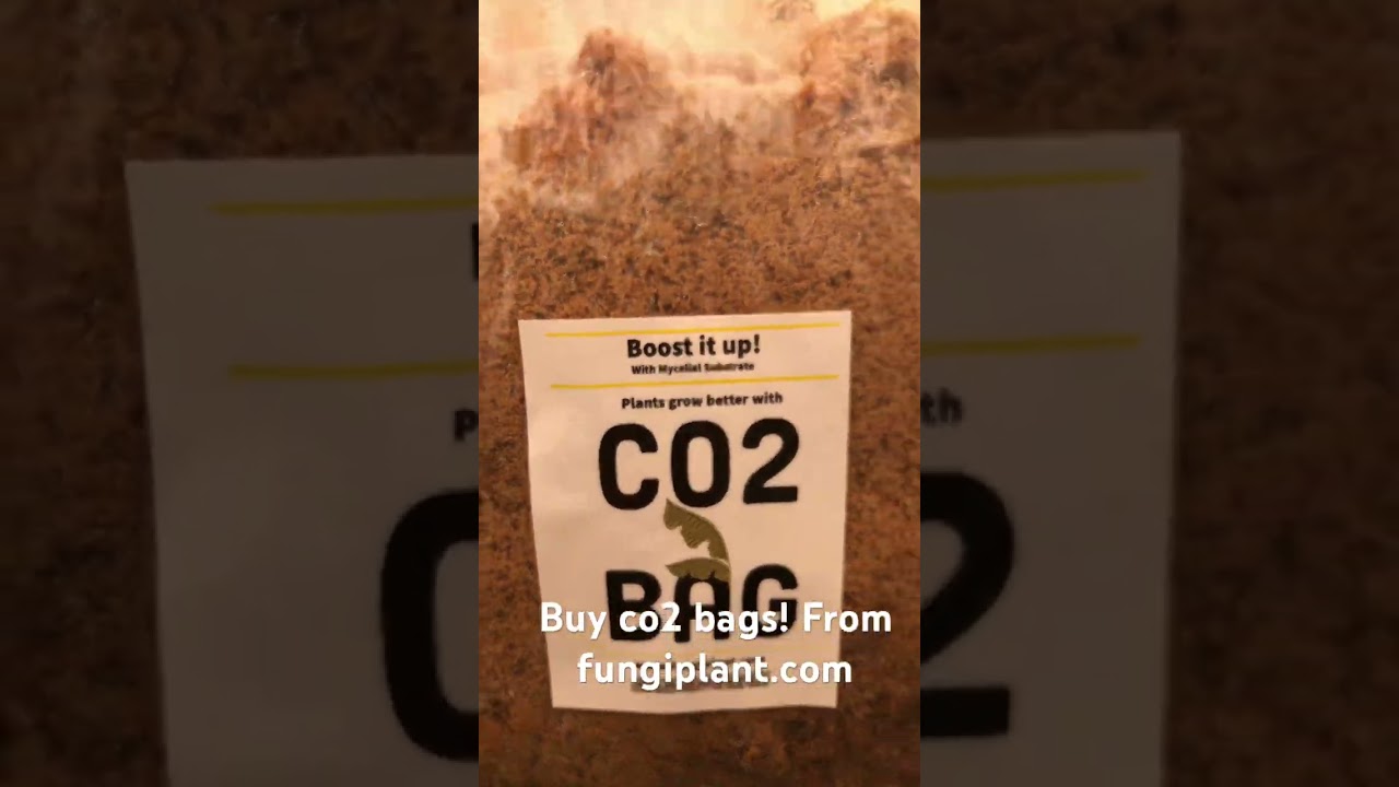 Fungiplant Co2 Bag!