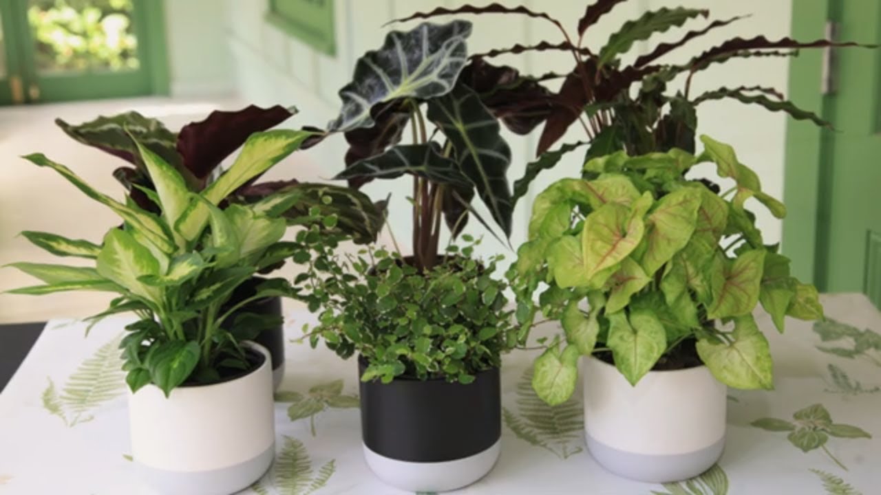 How to Grow Indoor Plants  Mitre 10 Easy As Garden