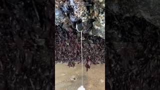 Famous A Mussel Phenomenon Most People Don’t Know#wildlife #AnimalFacts #mussels Profile