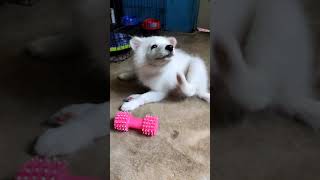 3 Months Old Puppy Spitz Andi Arki