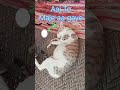 Mai Abhi Busy Hu 😻😎।। #shorts #youtubeshorts #ytshorts #viral #viralvideo #trending #viralshorts 🐈⬛