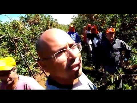 Vídeo: Colheita de maçãs - Quando e como colher maçãs