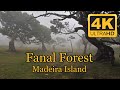 Fanal Forest, Madeira Island (The Fabulous Forest)