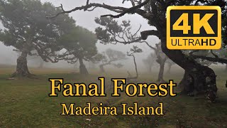 Fanal Forest, Madeira Island (The Fabulous Forest)