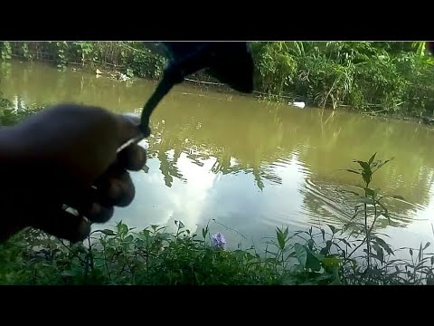 di-kira-ikan-besar,-eh-ternyata??-mancing-betok-di-sungai.