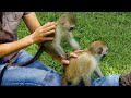 Baby monkeys make friends in orphanage  bbc earth